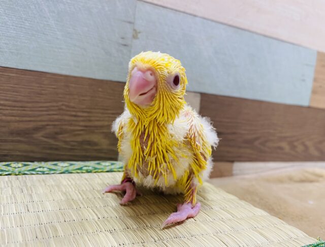 サザナミインコ