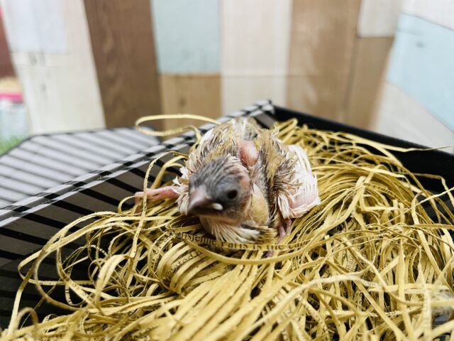 十姉妹（ジュウシマツ）