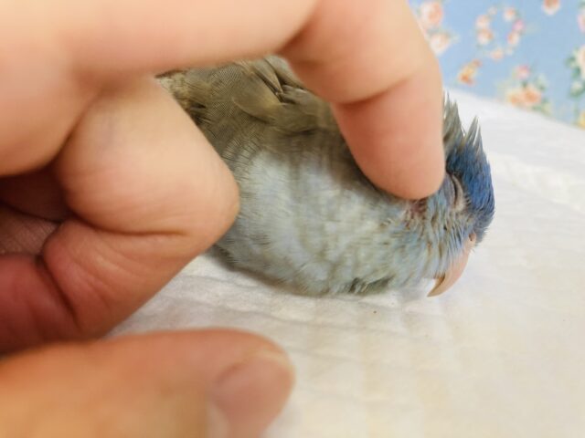 サザナミインコ