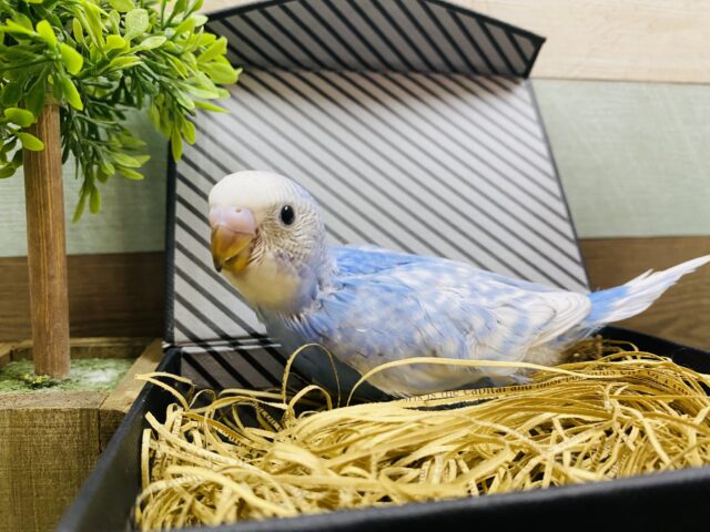 セキセイインコ
