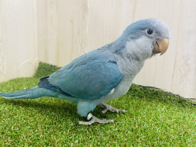 オキナインコ