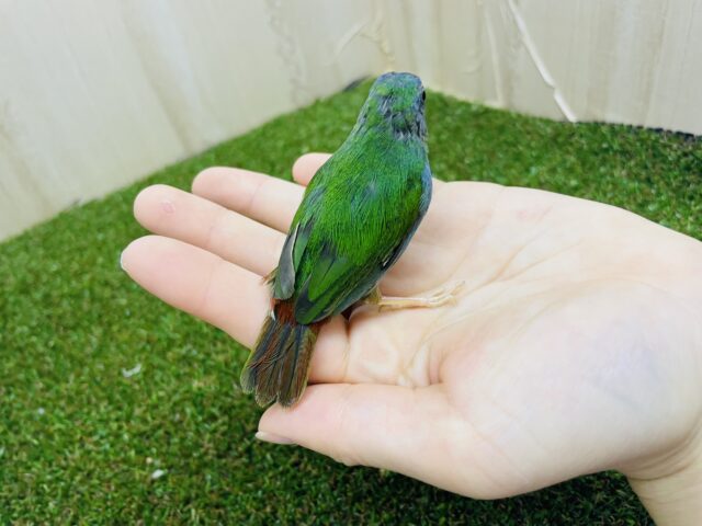 チモールセイコウチョウ