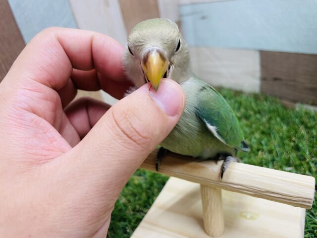 コザクラインコ（小桜インコ）