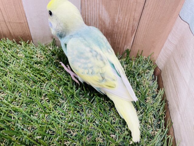 セキセイインコ