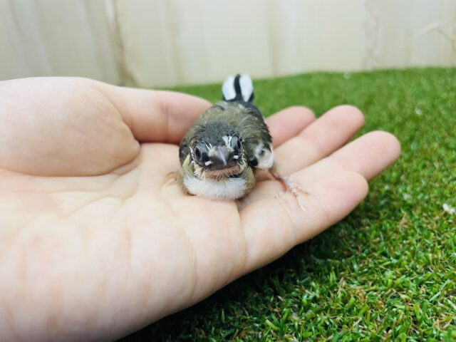 十姉妹（ジュウシマツ）