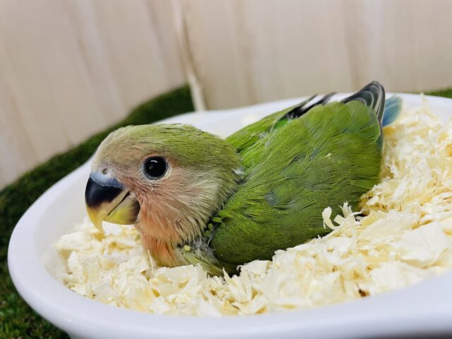 コザクラインコ（小桜インコ）