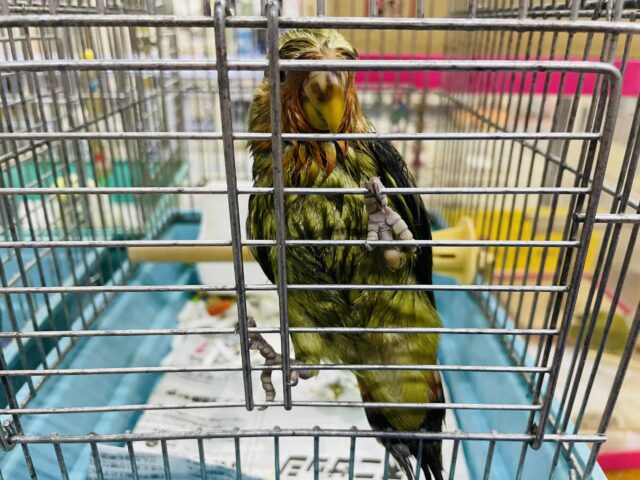 コザクラインコ（小桜インコ）