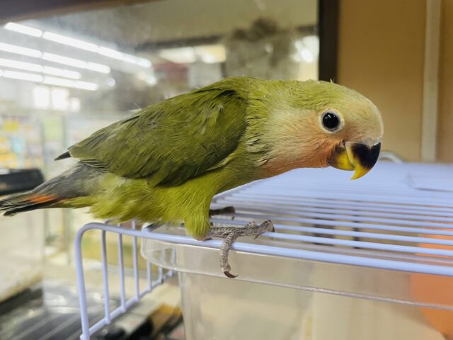 コザクラインコ（小桜インコ）