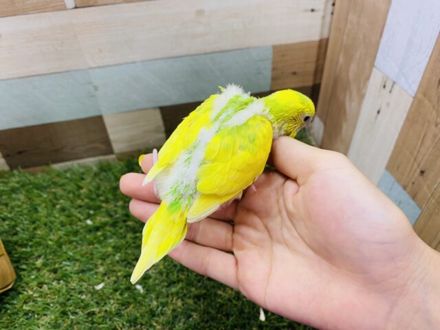 セキセイインコ