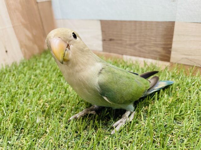 コザクラインコ（小桜インコ）
