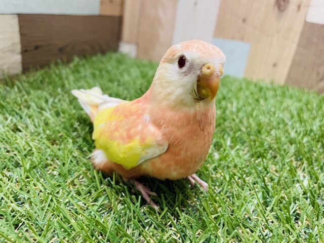 アキクサインコ（秋草インコ）