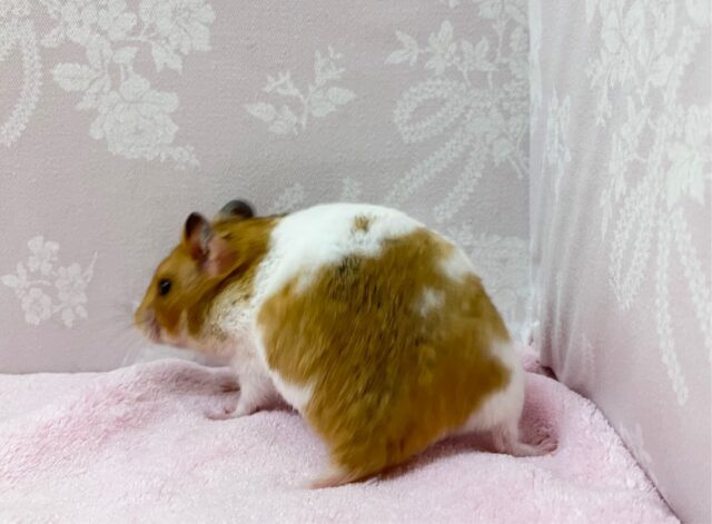 ゴールデンハムスター