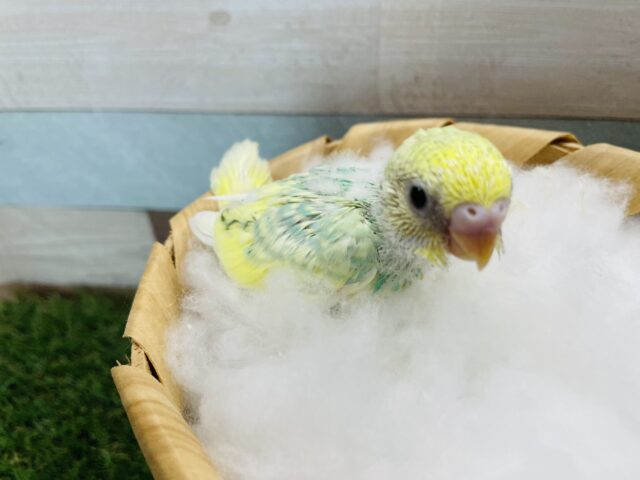 セキセイインコ