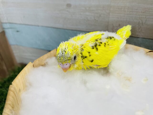 セキセイインコ