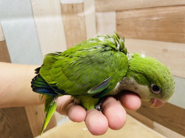 最新画像あります☆ヒナ餌卒業‼️上目遣いが可愛らしい!!オキナインコのグリーン! オキナインコ