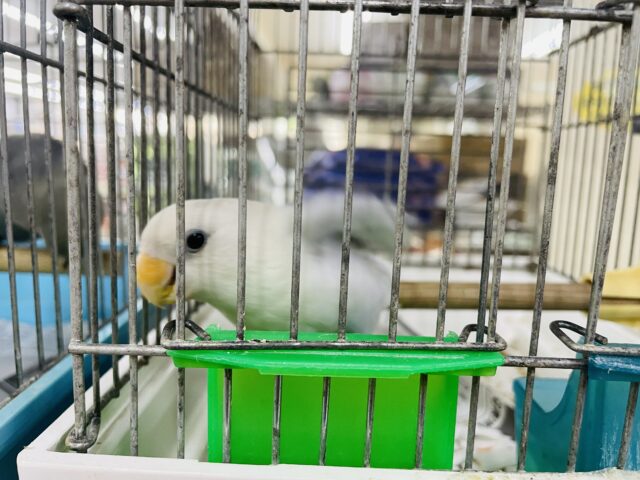 コザクラインコ（小桜インコ）