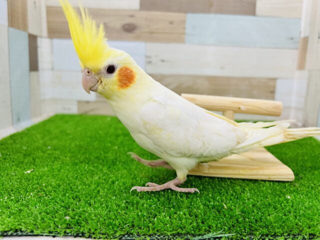 オカメインコ