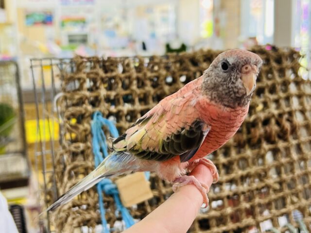 アキクサインコ（秋草インコ）