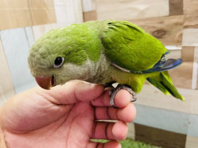 オキナインコ