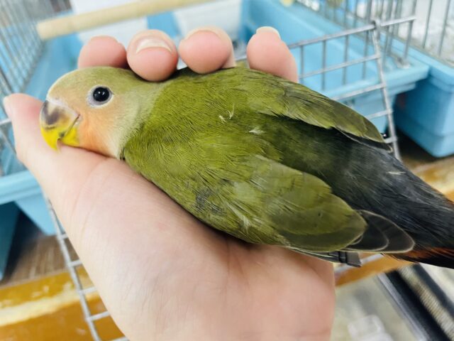 コザクラインコ（小桜インコ）