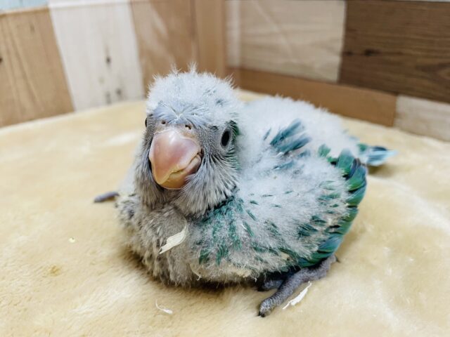 オキナインコ