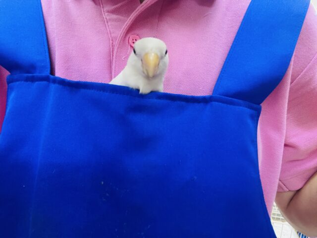 コザクラインコ（小桜インコ）