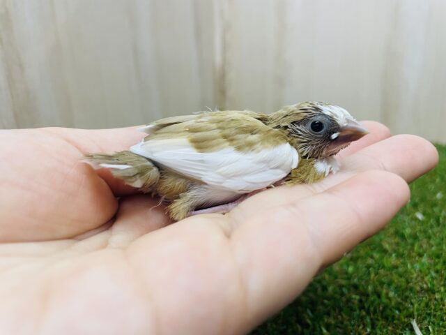 十姉妹（ジュウシマツ）