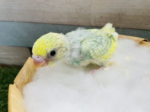 セキセイインコ