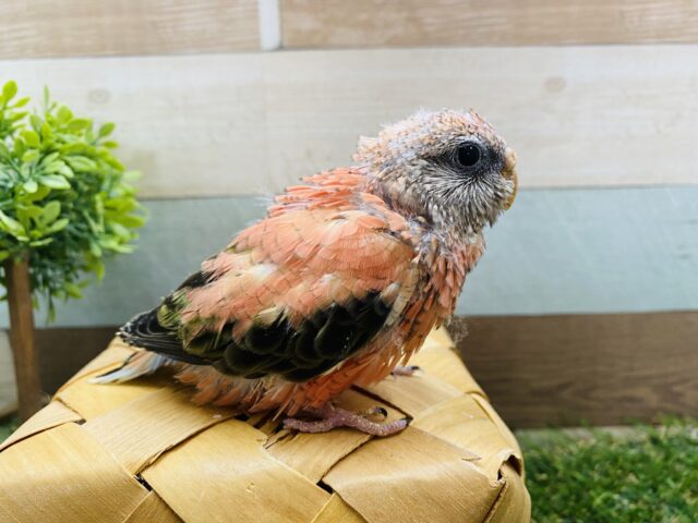 アキクサインコ（秋草インコ）