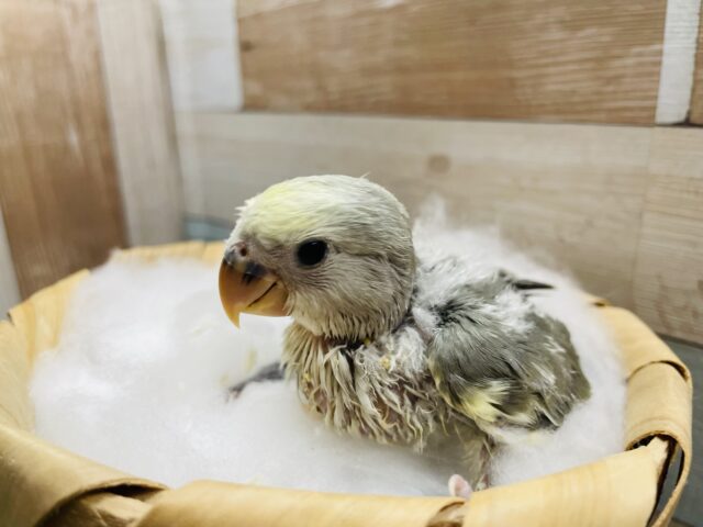 コザクラインコ（小桜インコ）