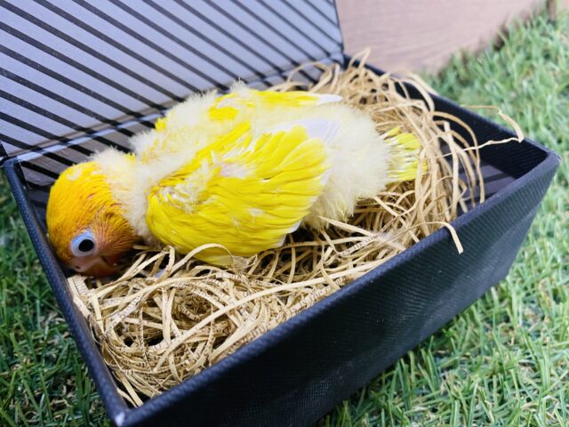 ヤマブキボタンインコ