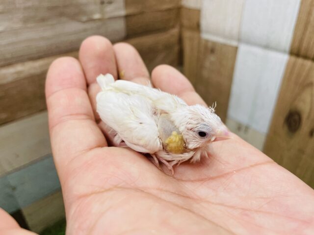 十姉妹（ジュウシマツ）