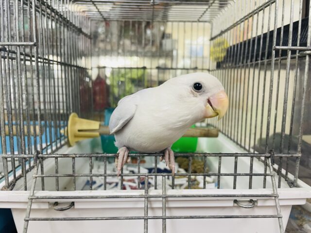 コザクラインコ（小桜インコ）