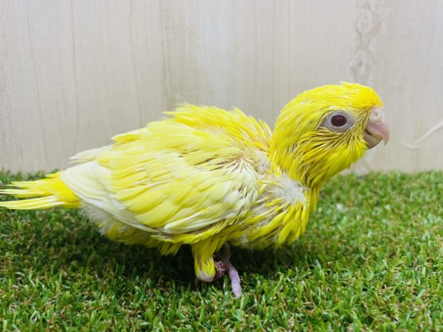 サザナミインコ