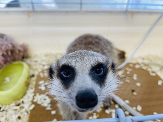 ミーアキャット