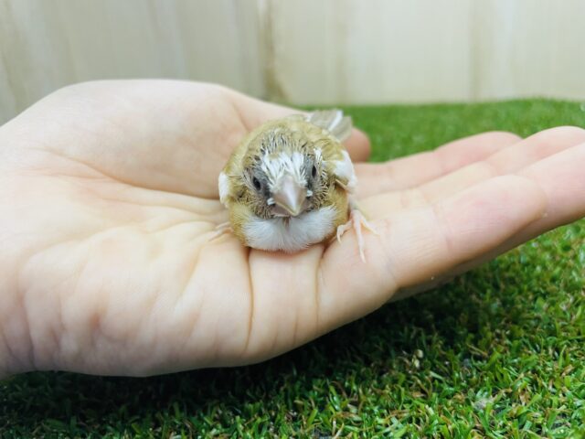 十姉妹（ジュウシマツ）