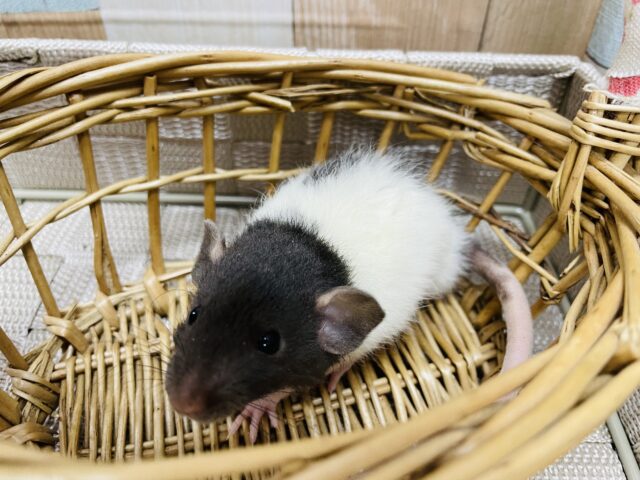 ファンシーラット