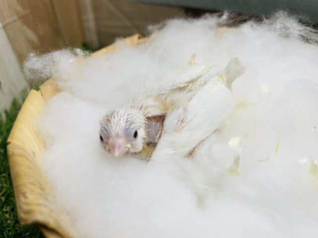 十姉妹（ジュウシマツ）