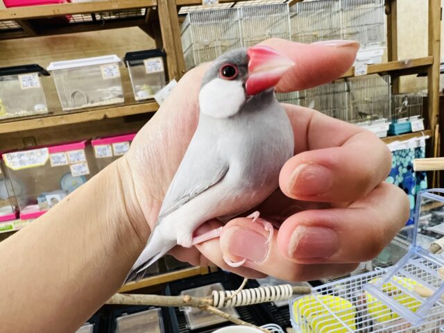 シルバー文鳥