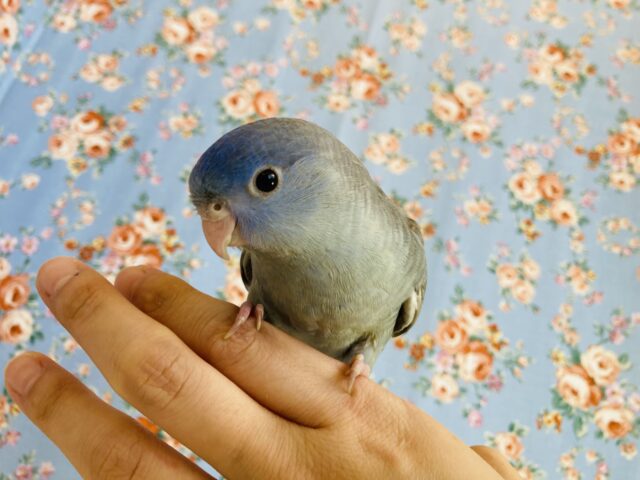 サザナミインコ