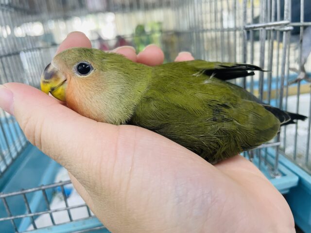 コザクラインコ（小桜インコ）