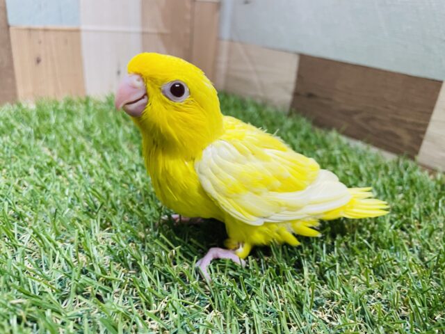 サザナミインコ