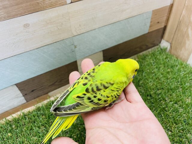 セキセイインコ