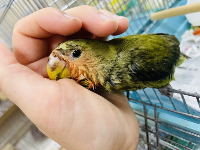 コザクラインコ（小桜インコ）