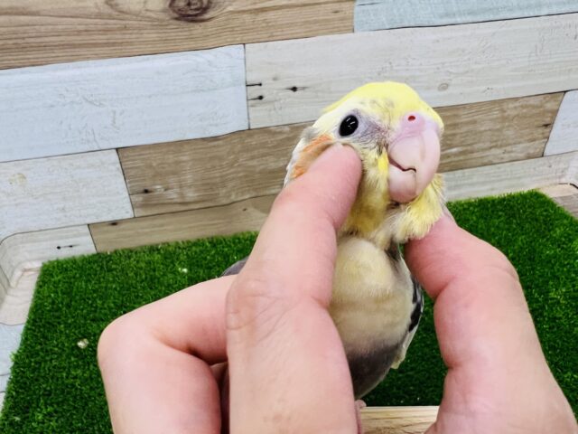オカメインコ