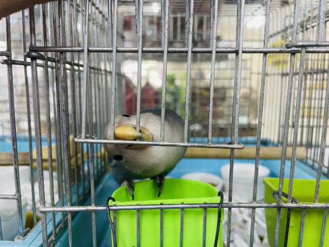 コザクラインコ（小桜インコ）