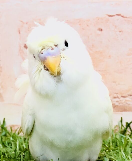 羽衣セキセイインコ