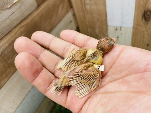 十姉妹（ジュウシマツ）