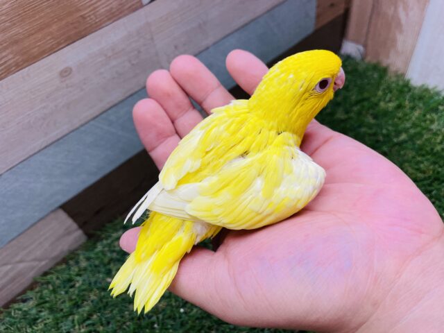 サザナミインコ