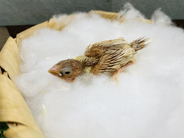 十姉妹（ジュウシマツ）